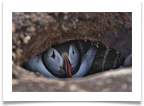 Puffin in Burrow digital - Chris Beesley